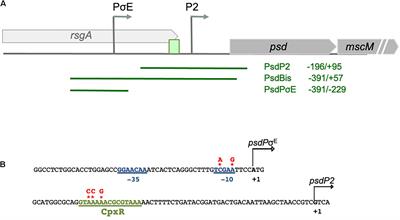 Dual Regulation of Phosphatidylserine Decarboxylase Expression by Envelope Stress Responses